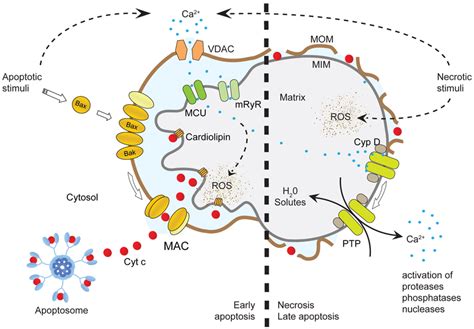 mitopoiesi chanel|Mitochondrial Ion Channels .